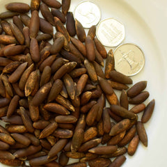 Chilgoza Pine Nuts with Shell