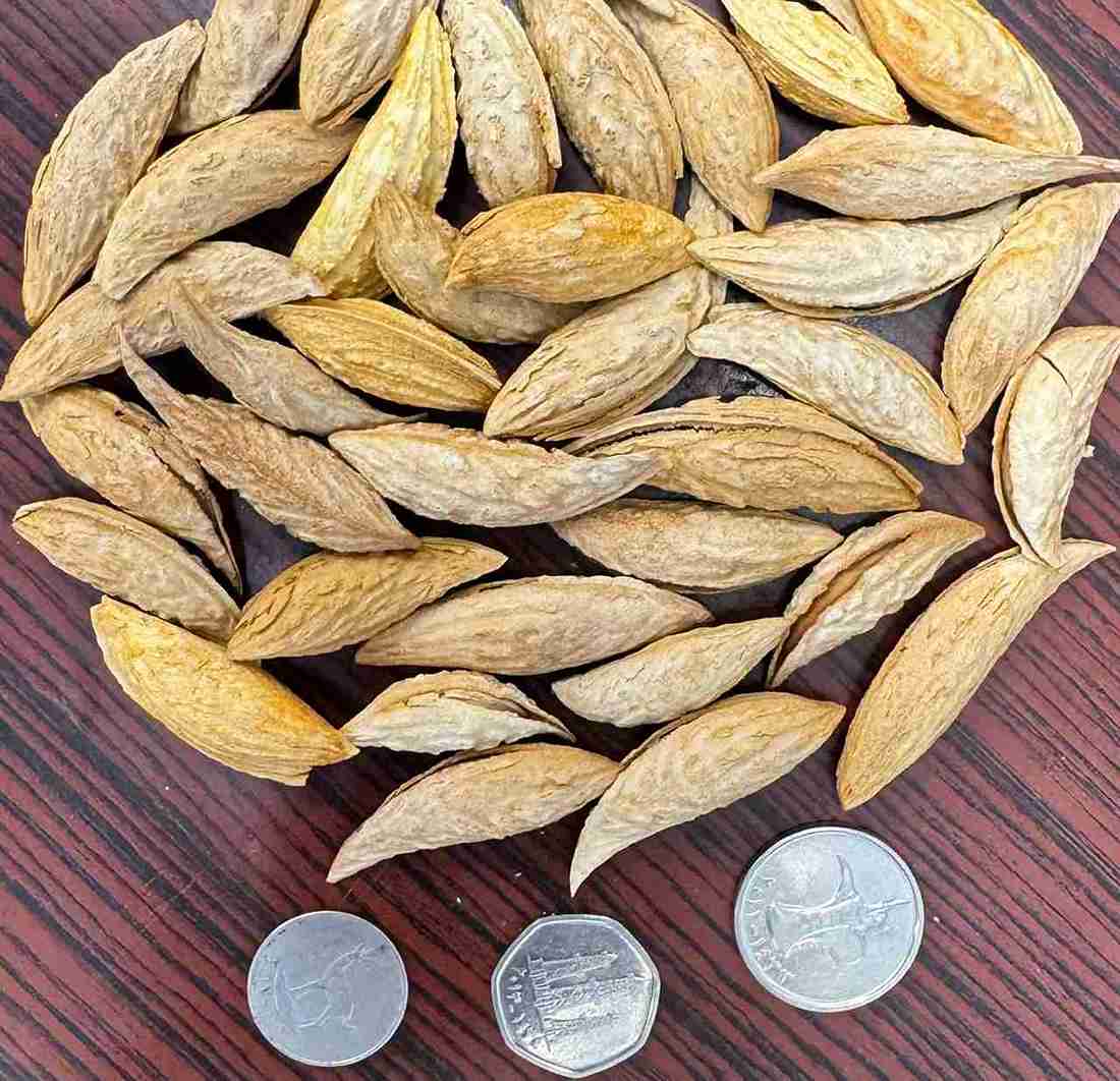 Mamra Almond in Shell Organic